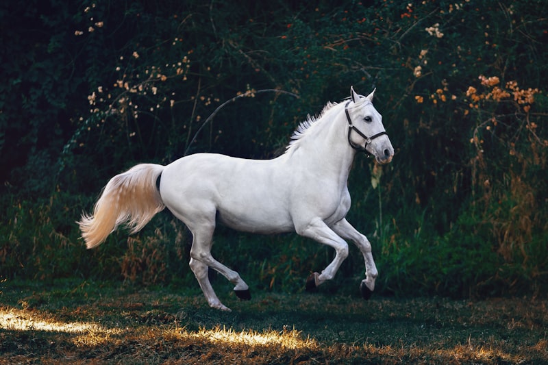 Cheval equitation